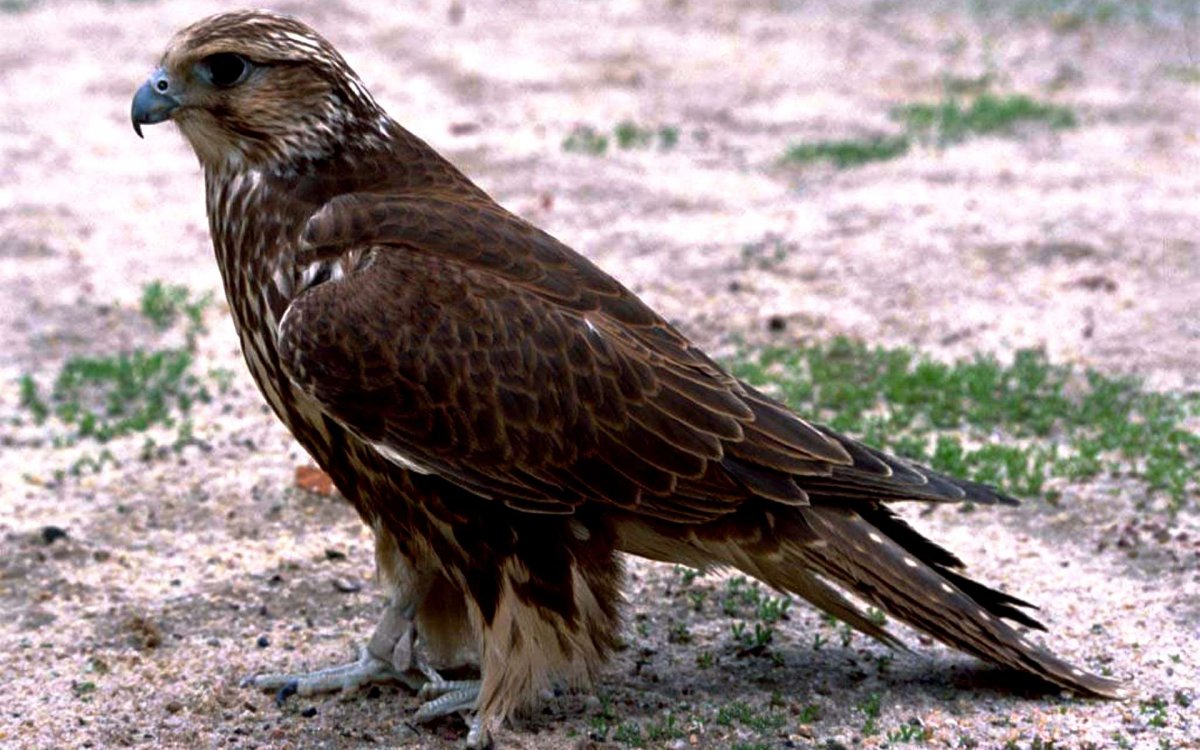 Птица Орлан белохвост