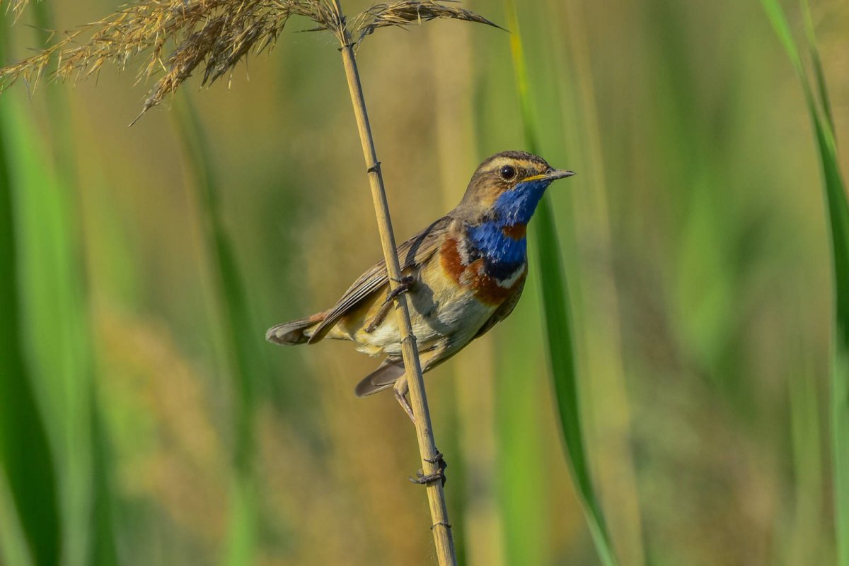 Анна Голубева птица