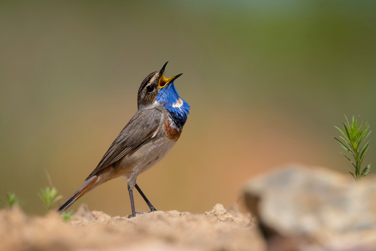 Птичка варакушка