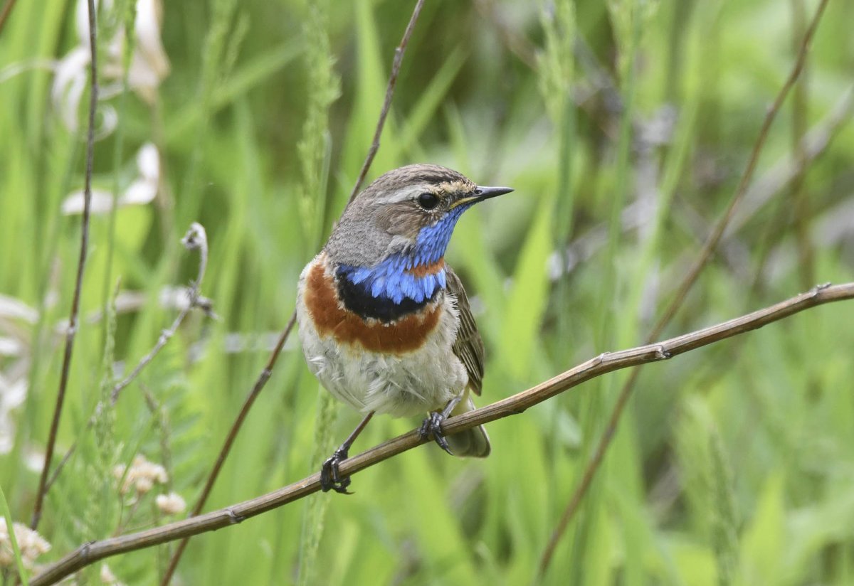Варакушка (Luscinia svecica)