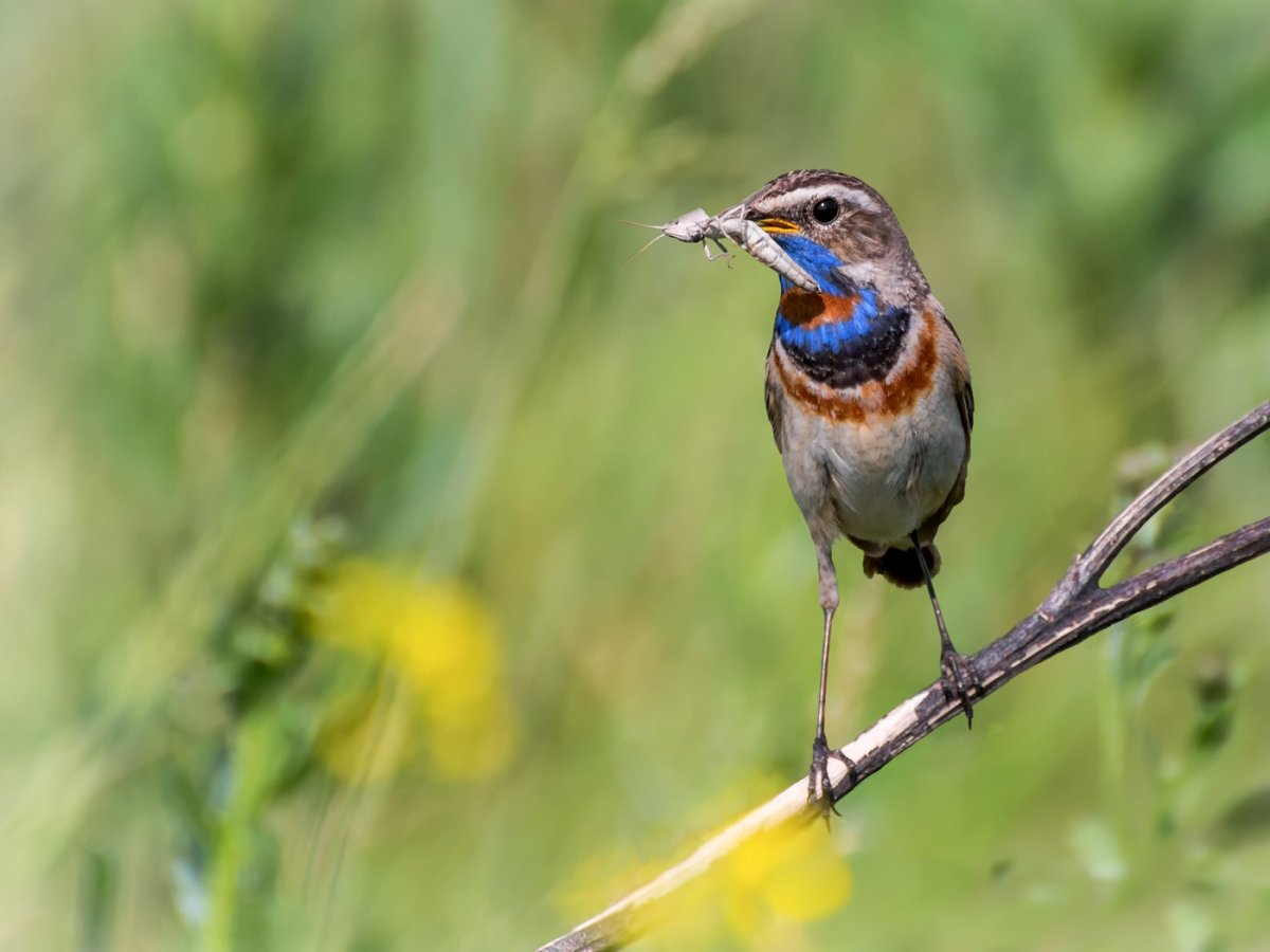 Варакушка самец