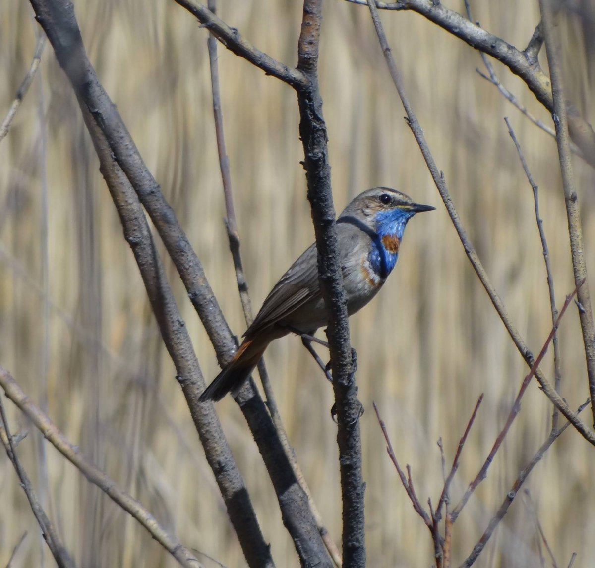 Варакушка белозвездная