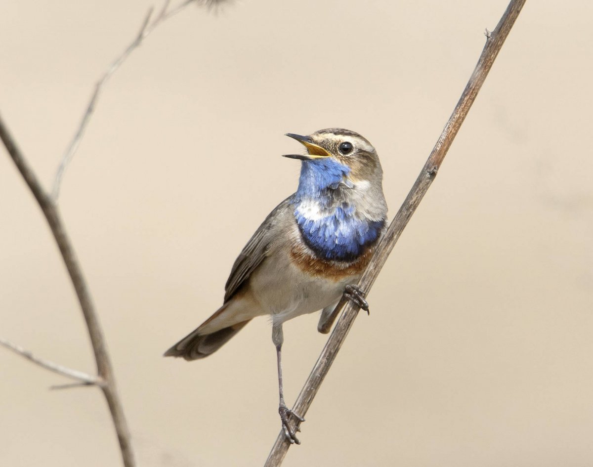 Голубая варакушка