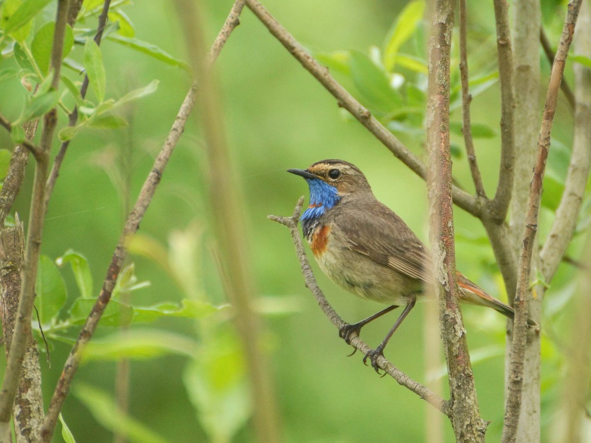 Варакушка птица