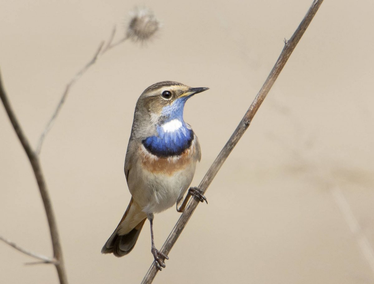 Ласточка певунья