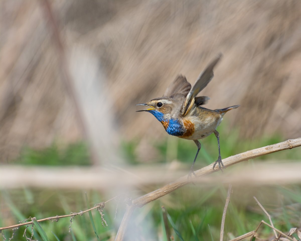 Щегол, варакушка