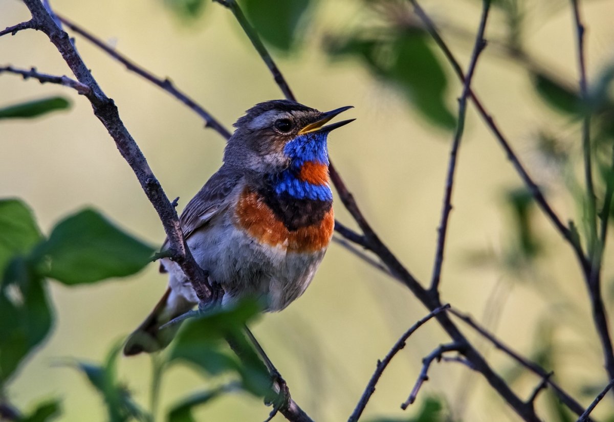 Варакушка птица яйца