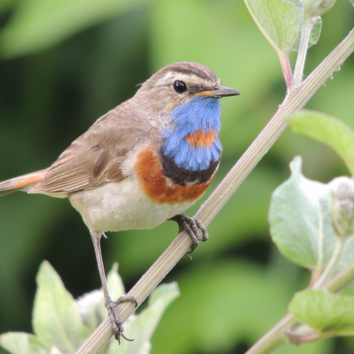 Северная птичка