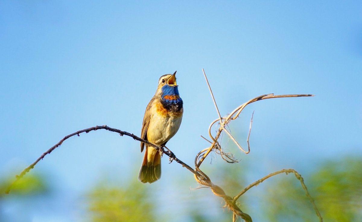 Варакушка (Luscinia svecica)