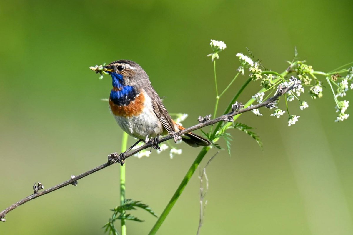 Варакушка фото