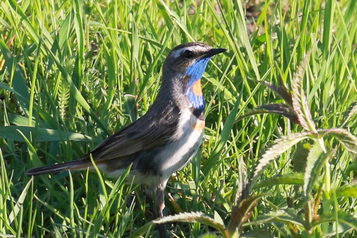 Варакушка с белой манишкой