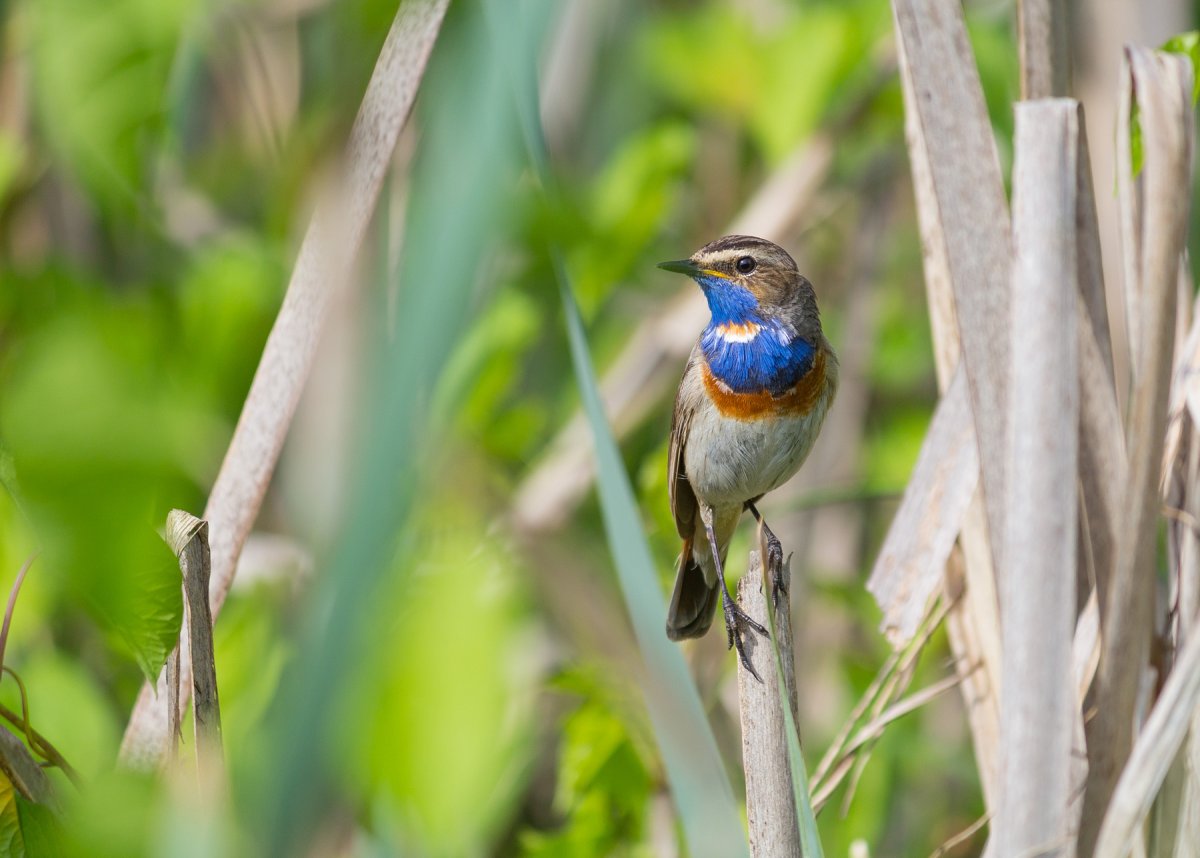 Варакушка белозвездная