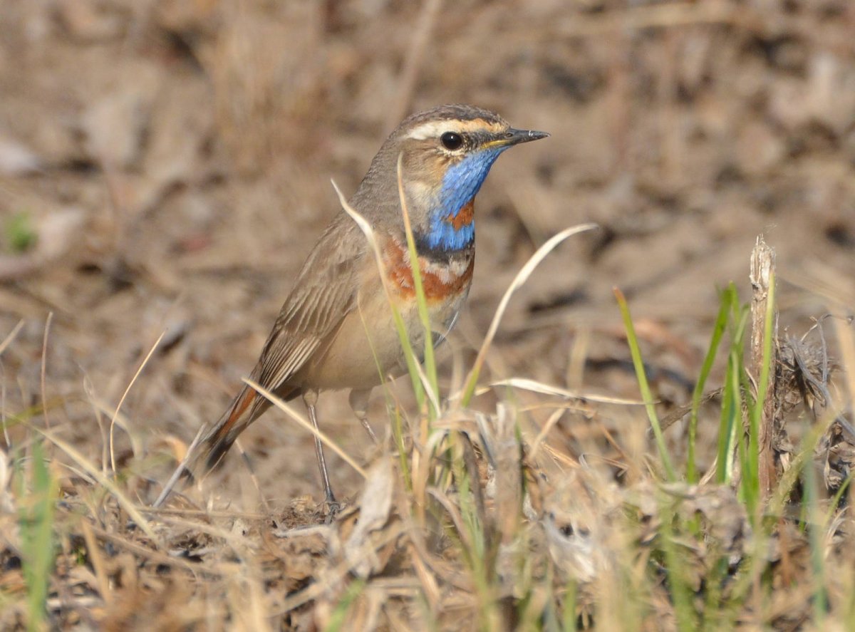 Птица варакушка пение