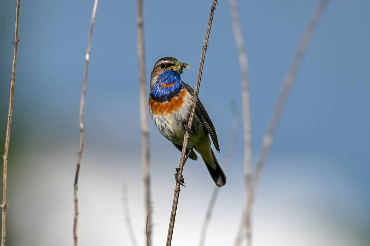 Пение самки варакушки