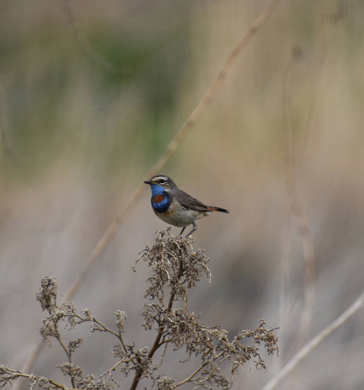 Соловей варакушка
