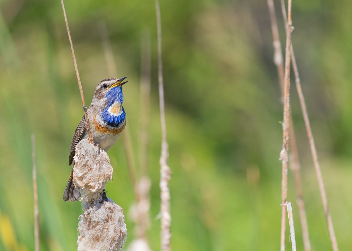 Соловей варакушка