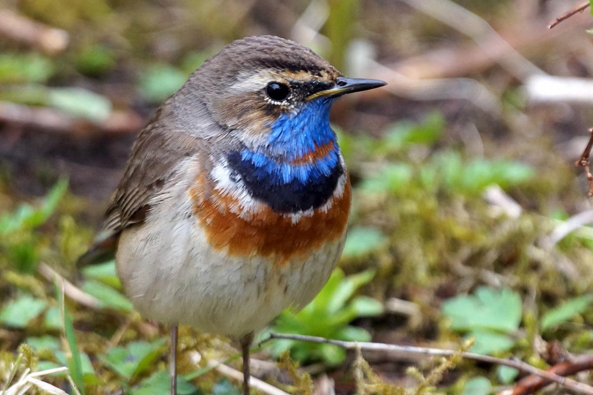 Птичка варакушка с синей грудкой