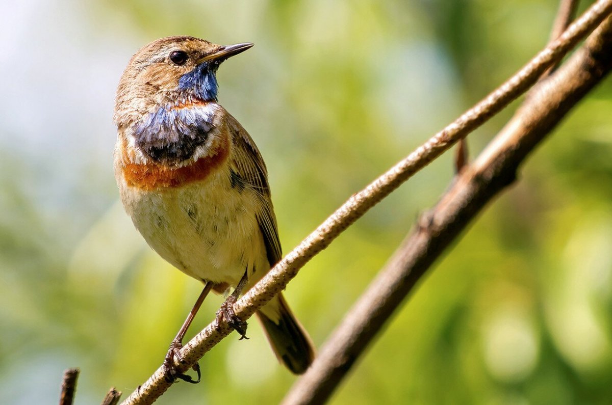 Птицы варакушка тайге