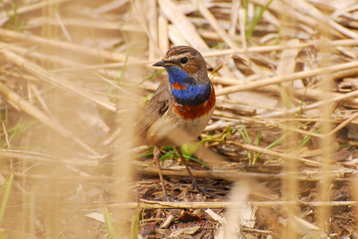 Варакушка (Luscinia svecica)