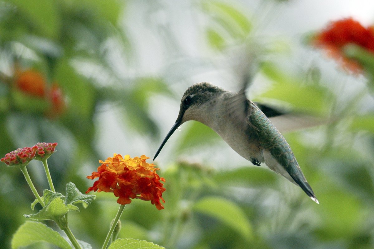 Красивые цветы и Колибри