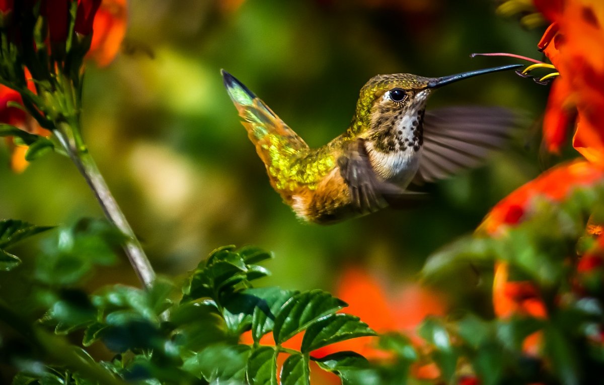 Как Колибри с коротким клювом ест нектар