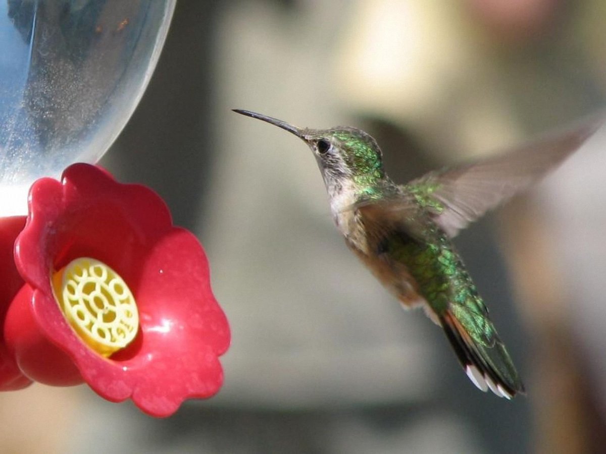 Сибирская Колибри