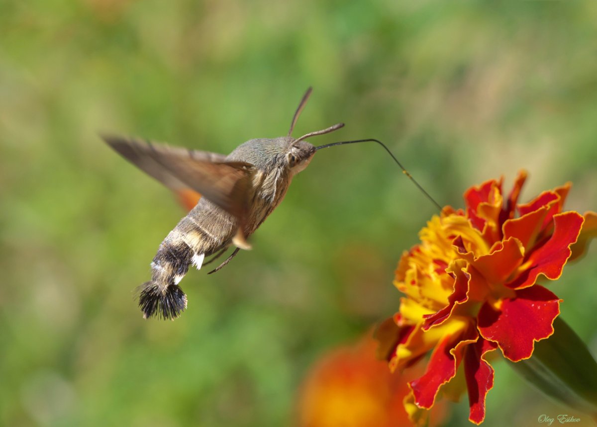 Колибри обои