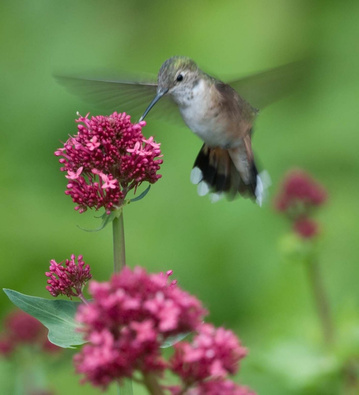 Колибри с усиками