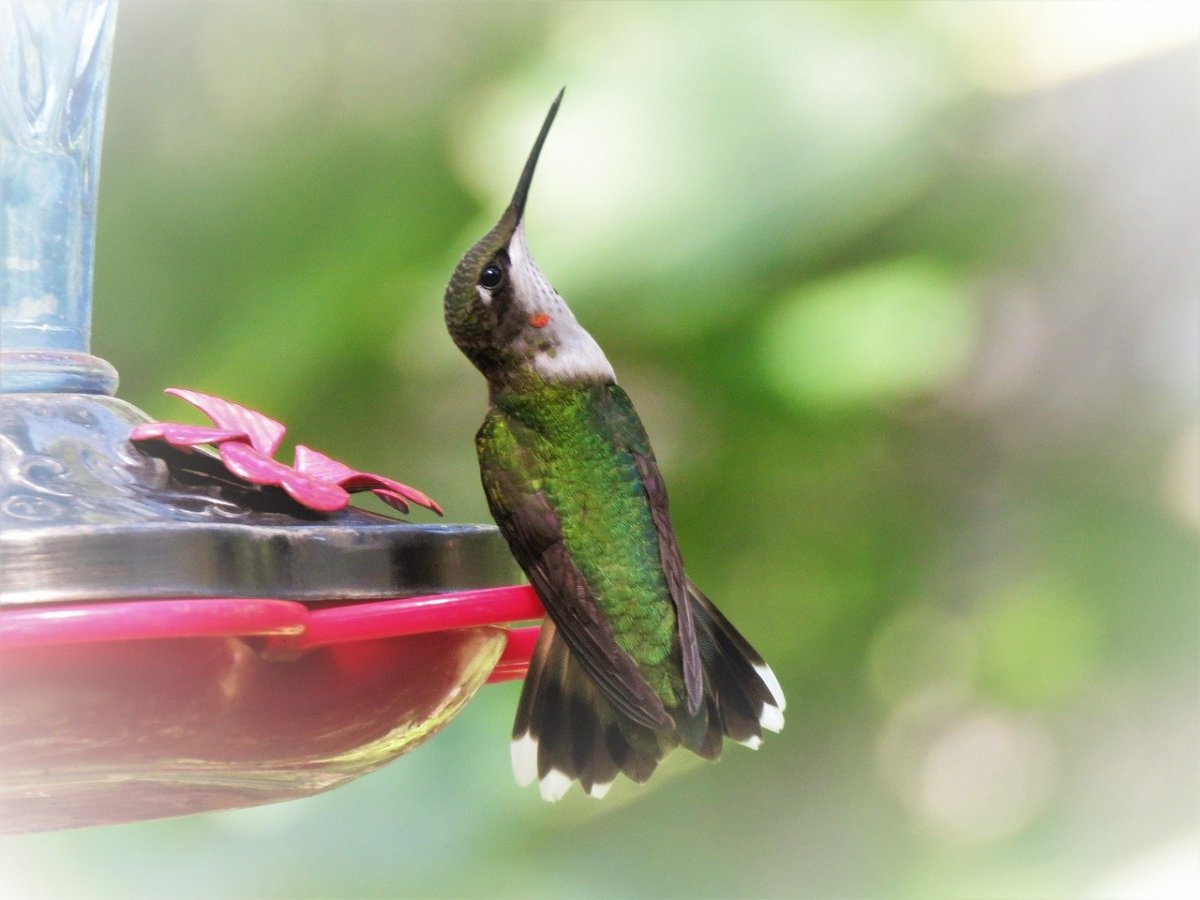 Колибри карликовая Пчелка