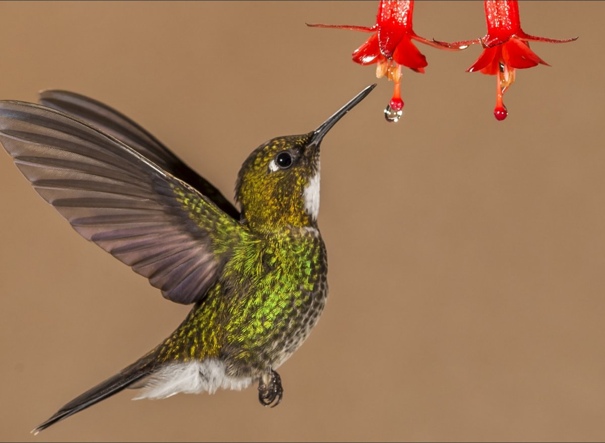 Птичка Колибри