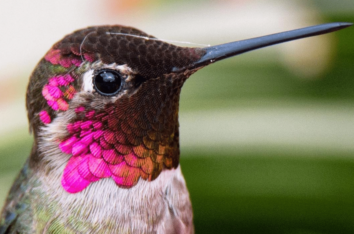 Птичка Колибри