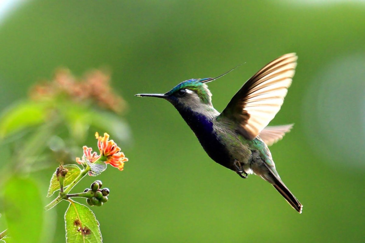 Рой Колибри