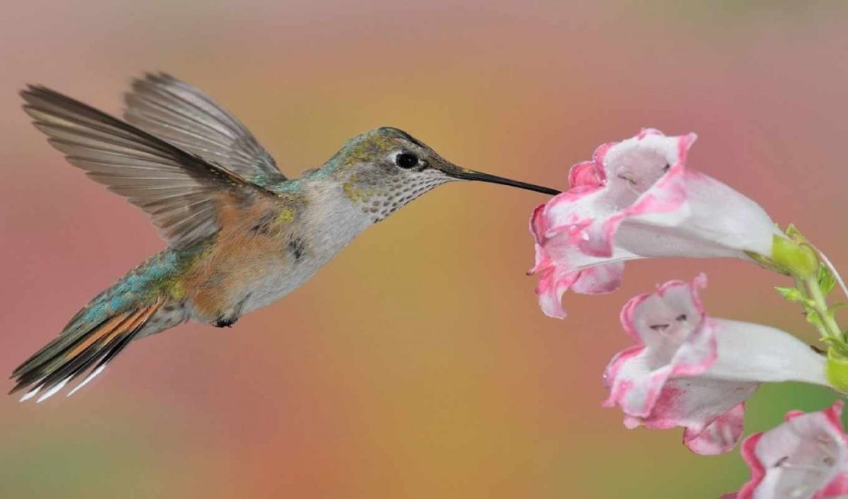 Hummingbirds Garden