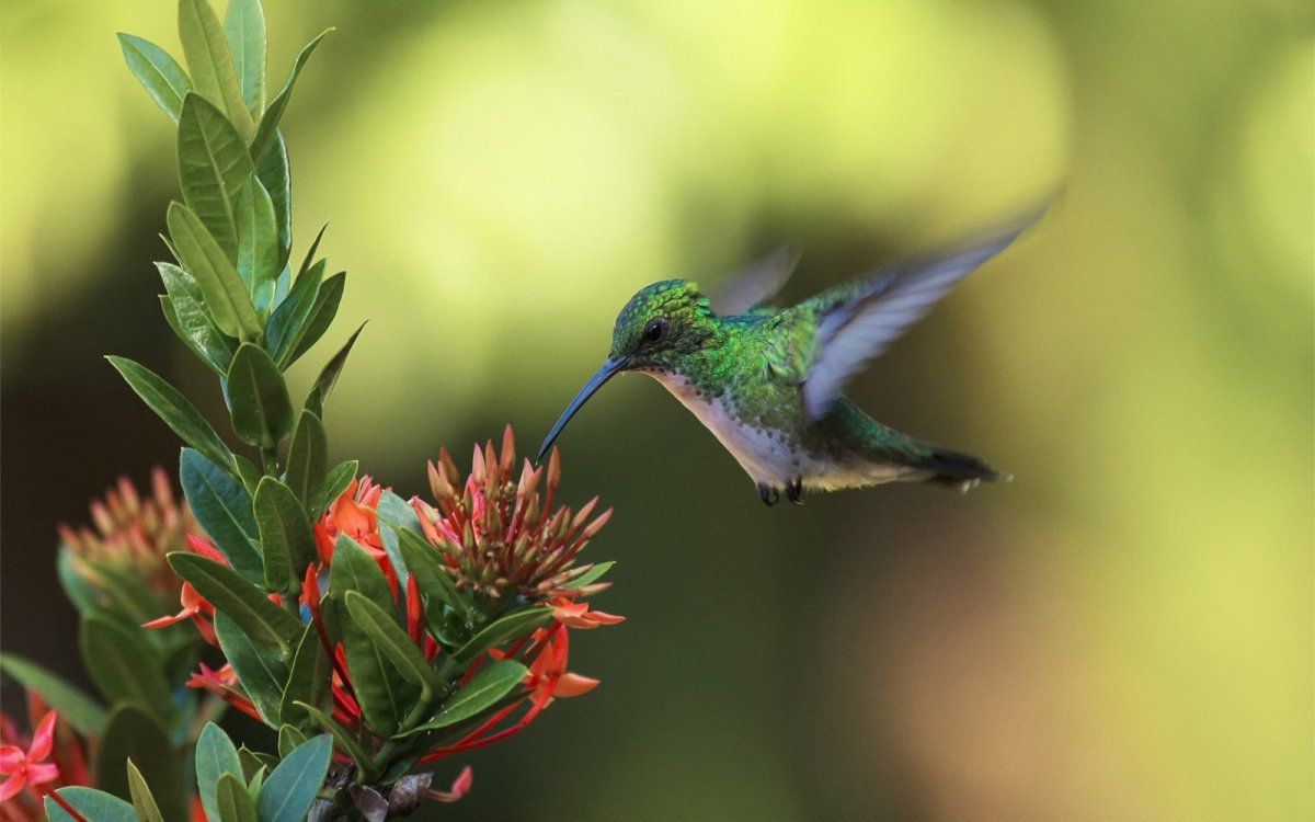 Колибри пчелки Южной Америки