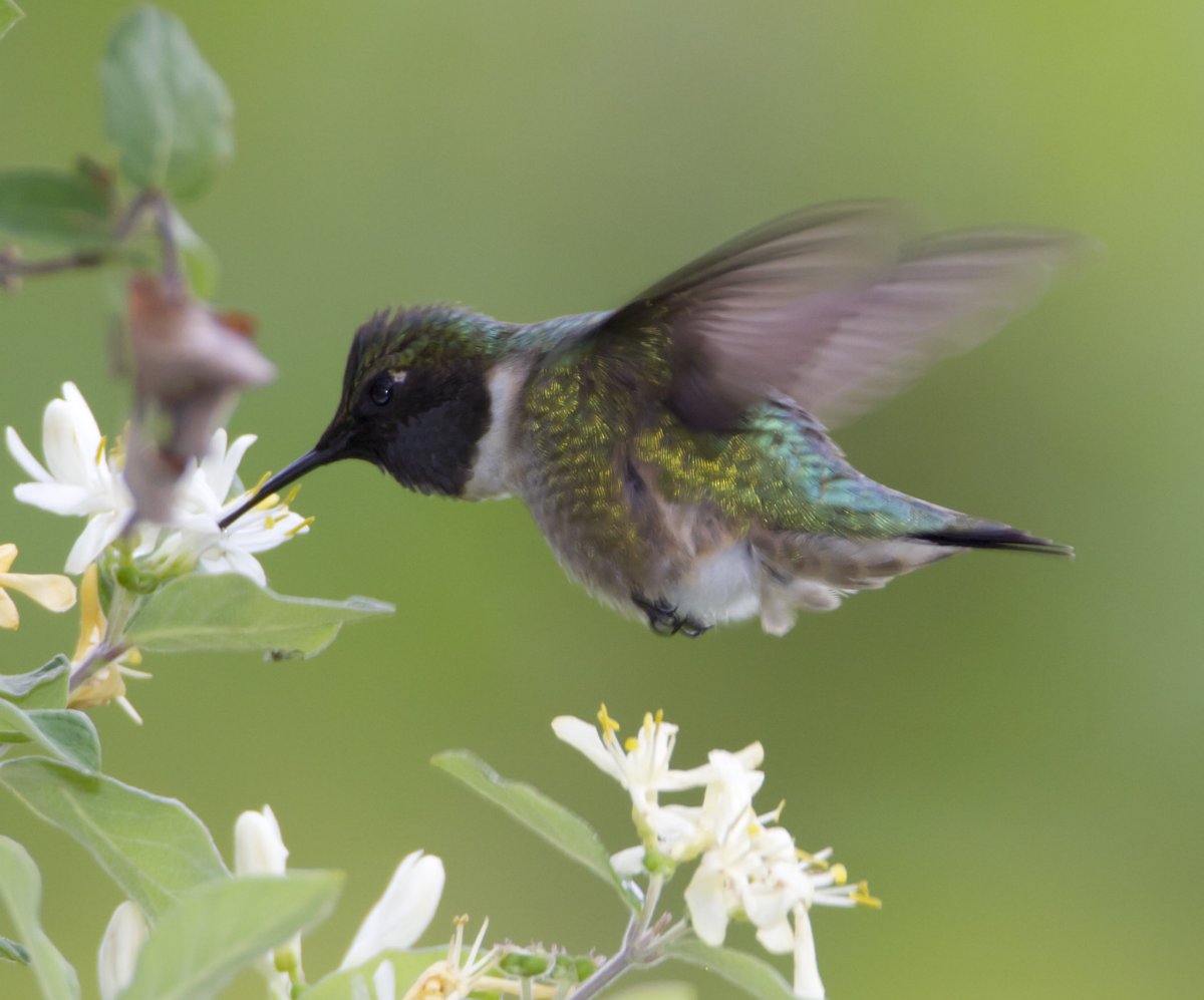 Рой птиц Колибри
