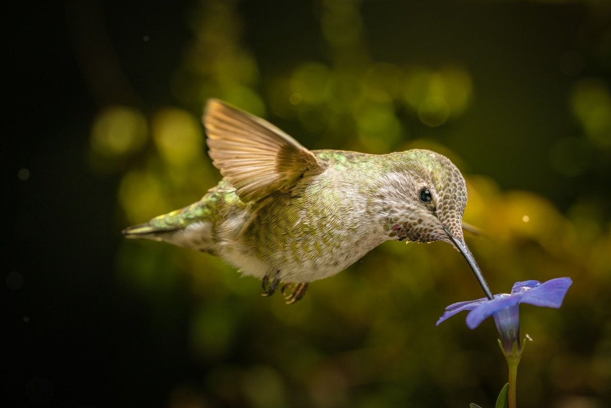 Колибри в Москве