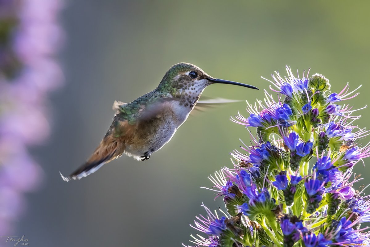 Стая Колибри