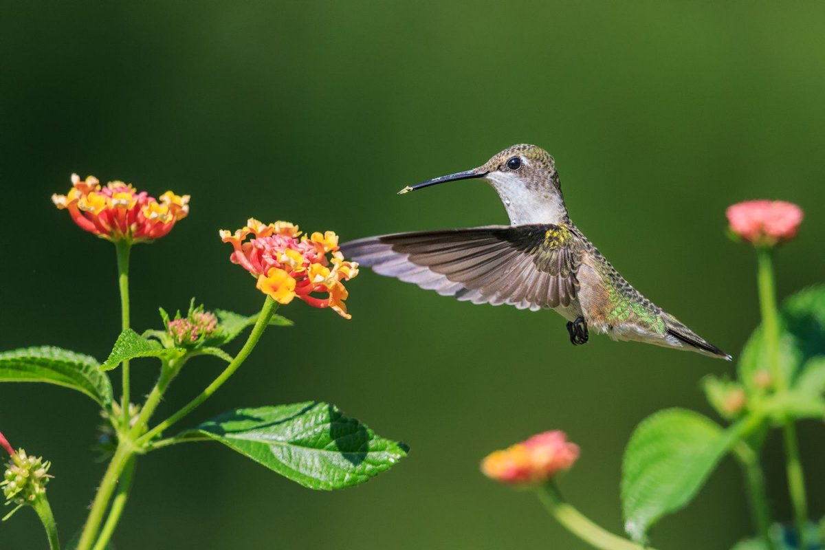 Маленькая птичка Колибри в Подмосковье