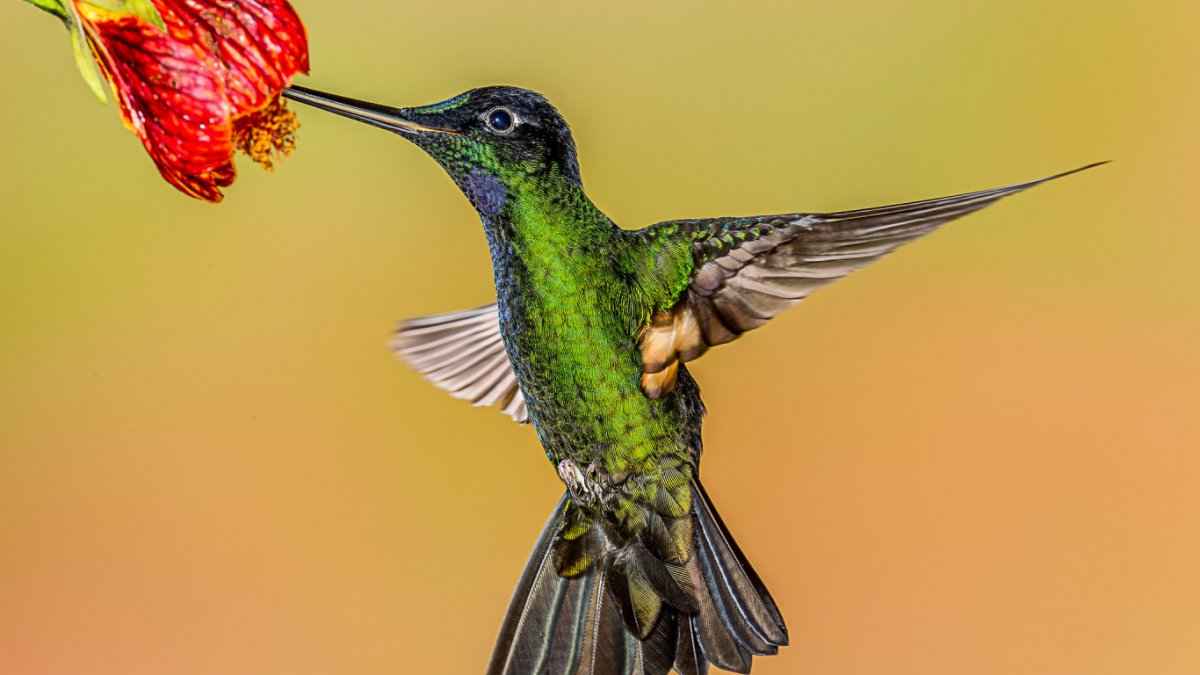 Ruby throated Hummingbird.