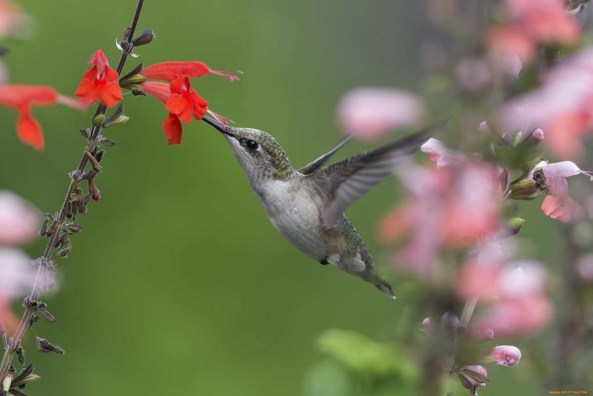 Дальневосточная Колибри
