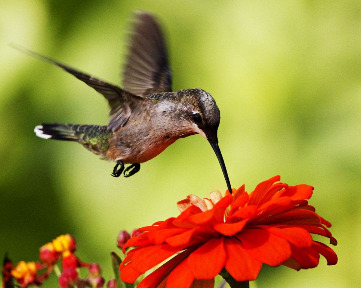 Краснохвостый Колибри