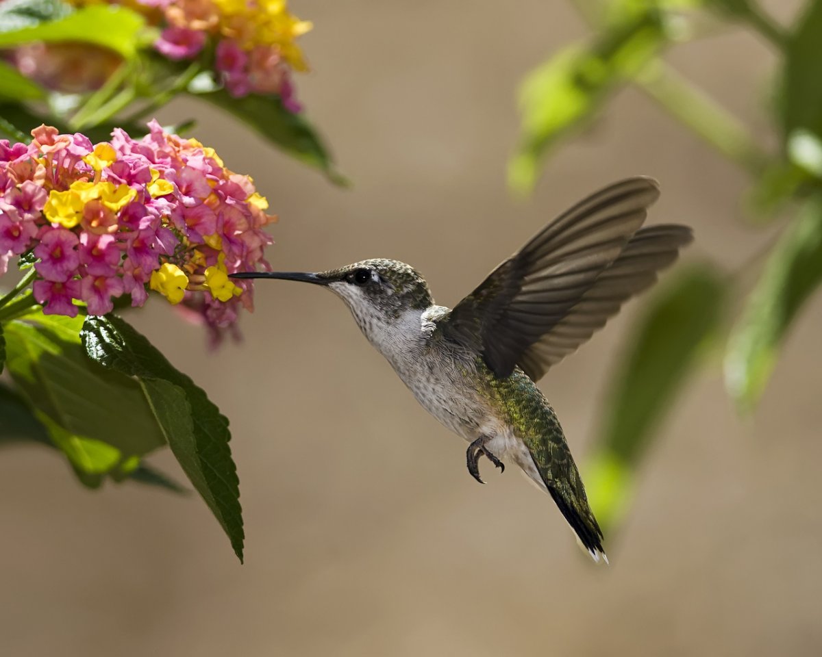 Колибри Calypte costae