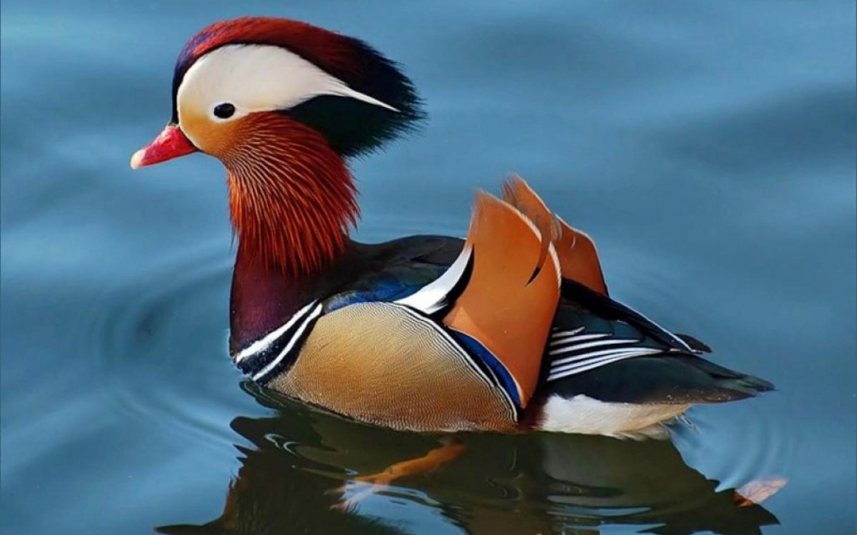 Птица Апельсинка