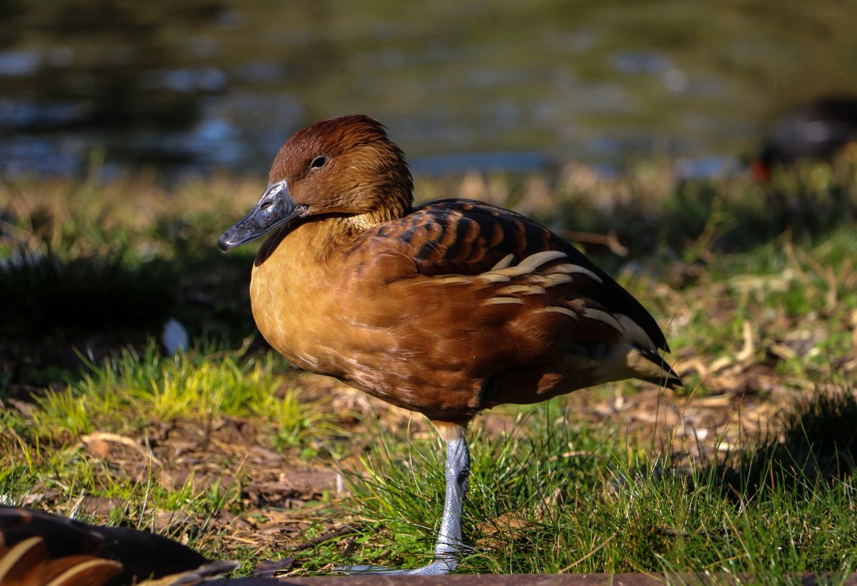 Окрас утки и селезня