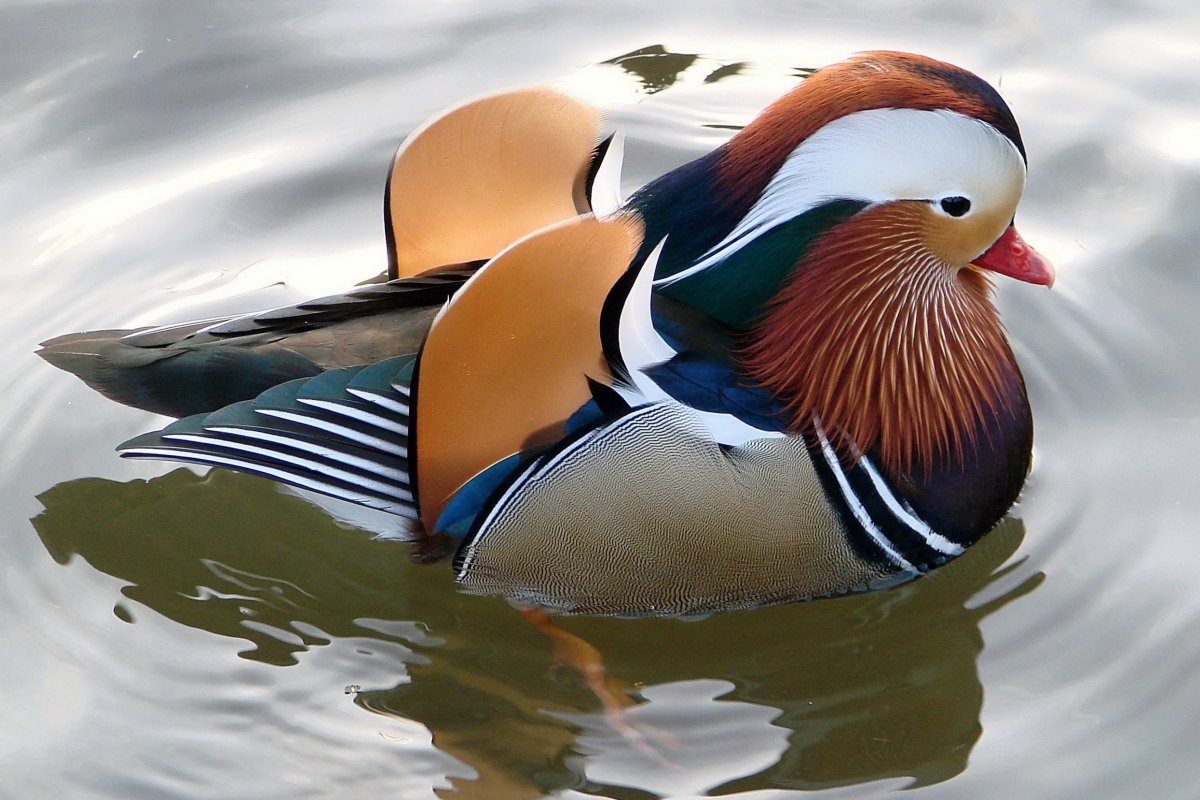 Дальневосточной утки-мандаринки