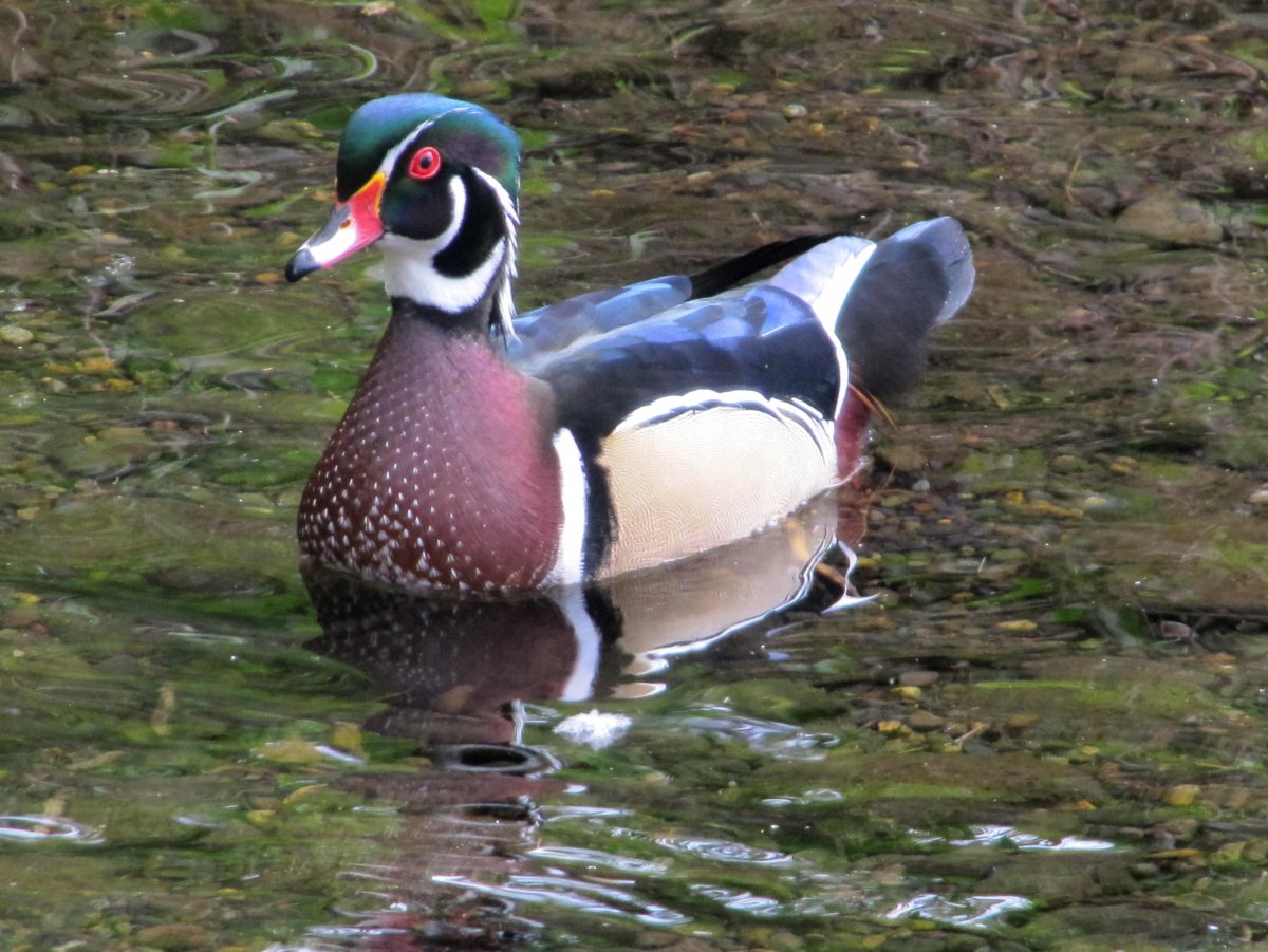 Кряква красногрудая