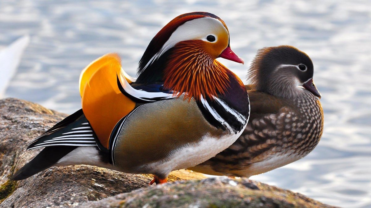 Самка утки мандаринки