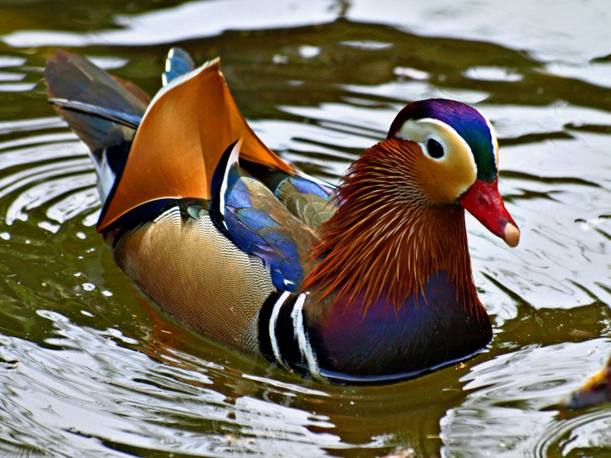 Плавающие птицы