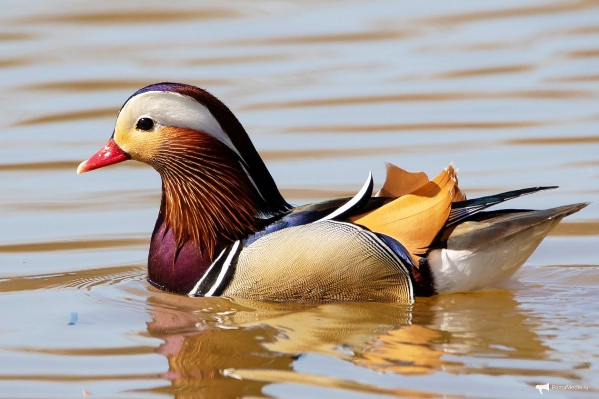 Утка Мандаринка альбинос