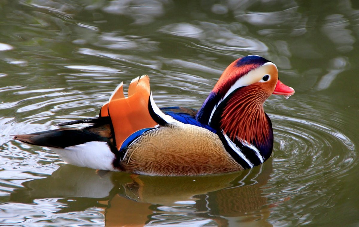 Утки породы Мандаринка